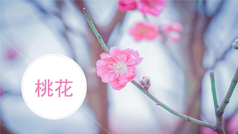 第04课花之歌教学课件-2023-2024学年六年级语文上册同步精品课堂统编版五四制05