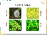 部编语文二年级上册 第1单元 3.植物妈妈有办法 PPT课件+教案