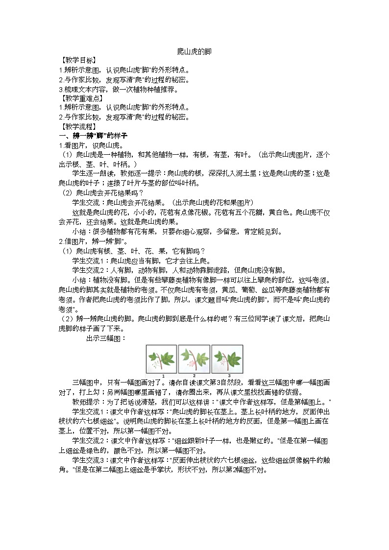 四上爬山虎的脚教学设计01