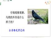 部編語文一年級(jí)上冊 第8單元 9 烏鴉喝水 PPT課件