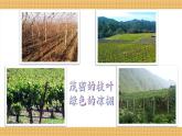 编版版语文二年级上册 11 葡萄沟 第二课时 教学课件