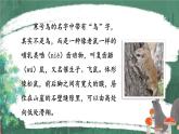 编版版语文二年级上册 13 寒号鸟 第一课时 教学课件