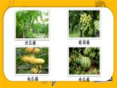 編版版語(yǔ)文二年級(jí)上冊(cè) 14 我要的是葫蘆 第一課時(shí) 教學(xué)課件