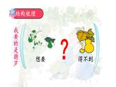 編版版語(yǔ)文二年級(jí)上冊(cè) 14 我要的是葫蘆 第二課時(shí) 教學(xué)課件