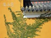 编版版语文四年级上册 10 爬山虎的脚 第一课时 同步课件