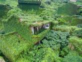 编版版语文四年级上册 10 爬山虎的脚 第一课时 同步课件