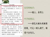 编版版语文四年级上册 10 爬山虎的脚 第二课时 同步课件