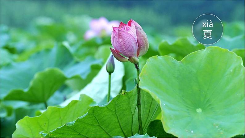 （2024）新课标语文一年级上册 5-4 四季 第2课时 PPT课件第4页