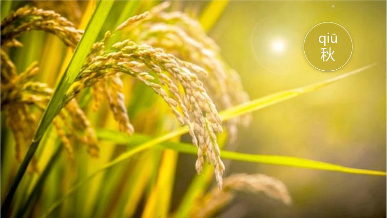 （2024）新课标语文一年级上册 5-4 四季 第2课时 PPT课件第5页