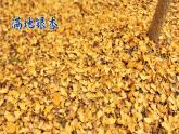 部编语文一年级上册 第5单元 1 秋天 PPT课件+教案