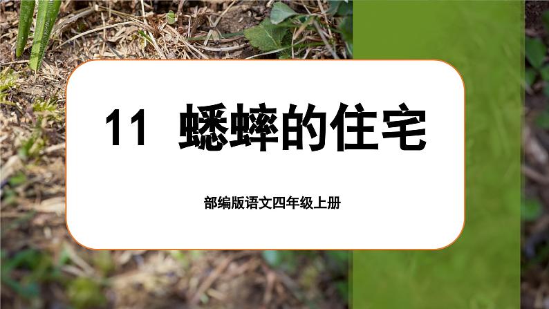 【任务群】部编版语文四上 11《蟋蟀的住宅》课件+教案+音视频素材+课文朗读01