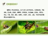 【任务群】部编版语文四上 11《蟋蟀的住宅》课件+教案+音视频素材+课文朗读
