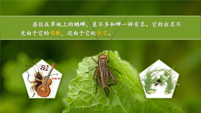 【任务群】部编版语文四上 11《蟋蟀的住宅》课件+教案+音视频素材+课文朗读06