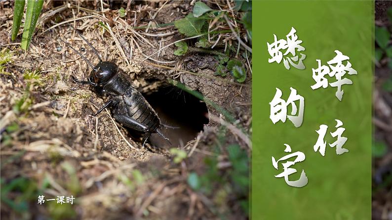【任务群】部编版语文四上 11《蟋蟀的住宅》课件+教案+音视频素材+课文朗读08