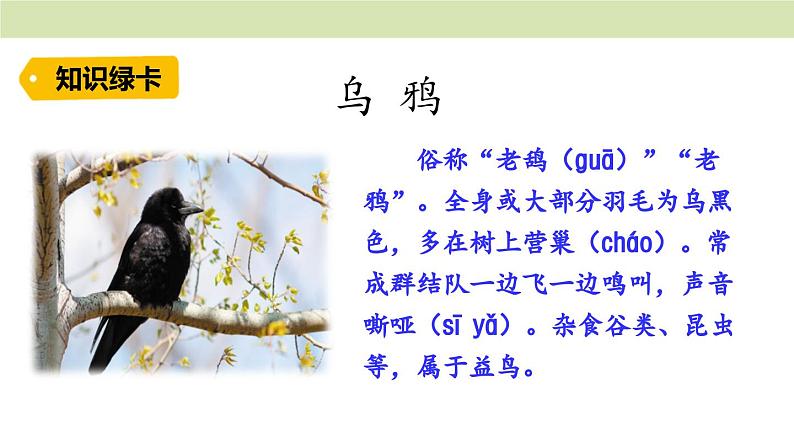 统编版（2024）一年级语文上册课件 第八单元 9 乌鸦喝水03