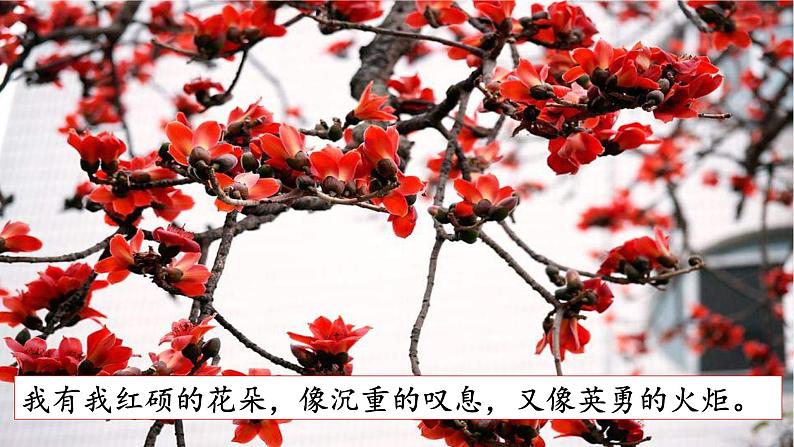 第4课 《花之歌》-2024-2025学年六年级语文上册同步精品课件（统编版）05