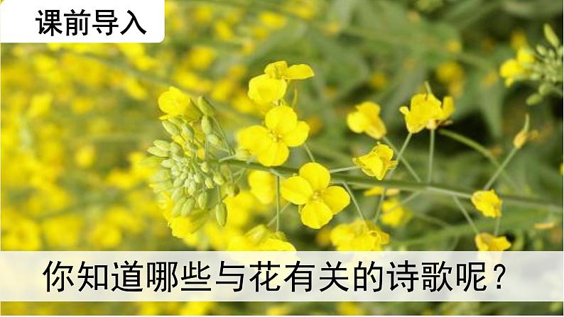 第4课 《花之歌》-2024-2025学年六年级语文上册同步精品课件（统编版）07