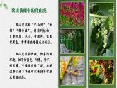 【任务群】部编版语文四上 10《爬山虎的脚》课件+教案+音视频素材+课文朗读