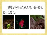 部编版小学语文四年级上册第3单元  习作：写观察日记 课件PPT