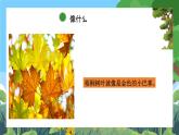 部编版小学语文三上 5.铺满金色巴掌的水泥道 课件+教案