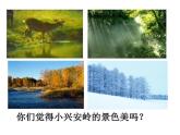 部編版小學(xué)語文三上20,美麗的小興安嶺 課件+教案