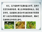 课文（一）3《植物妈妈有办法》（课件）2024-2025学年统编版语文二年级上册