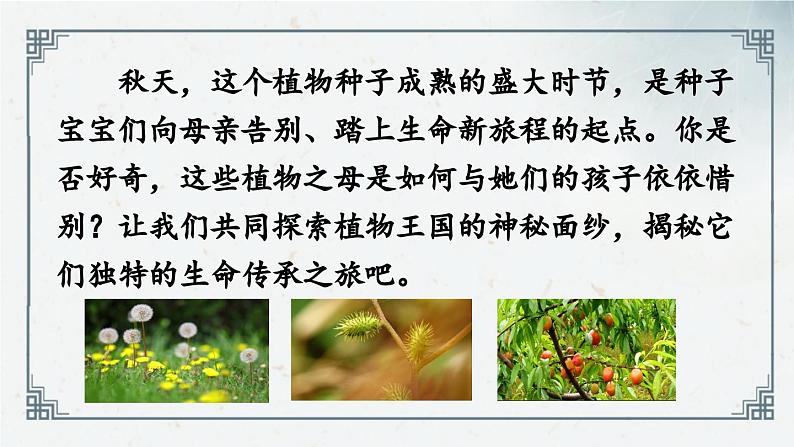 课文（一）3《植物妈妈有办法》（课件）2024-2025学年统编版语文二年级上册02