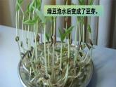 《习作三：写观察日记》（课件）-2024-2025学年统编版语文四年级上册