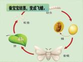 《习作三：写观察日记》（课件）-2024-2025学年统编版语文四年级上册