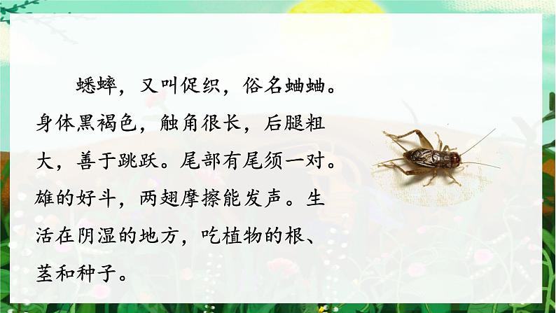 （教学课件）11.《蟋蟀的住宅》第3页