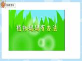 3 植物妈妈有办法 课件 小学语文人教部编版二年级上册
