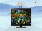 3 桂花雨 课件 小学语文人教部编版五年级上册