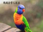 口语交际：有趣的动物 课件 小学语文人教部编版2024二年级上册