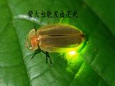 口语交际：有趣的动物 课件 小学语文人教部编版2024二年级上册