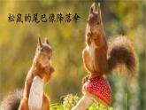 口语交际：有趣的动物 课件 小学语文人教部编版2024二年级上册
