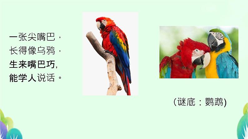 口语交际：有趣的动物 课件 小学语文人教部编版二年级上册04