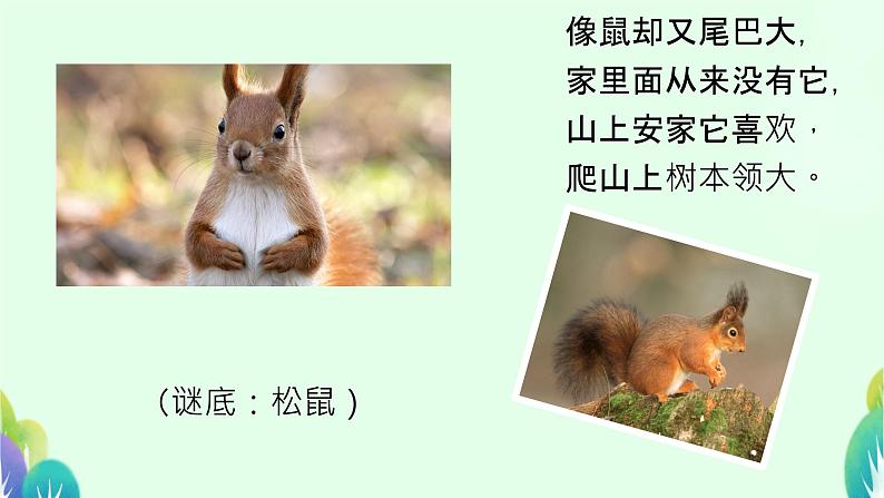 口语交际：有趣的动物 课件 小学语文人教部编版二年级上册05