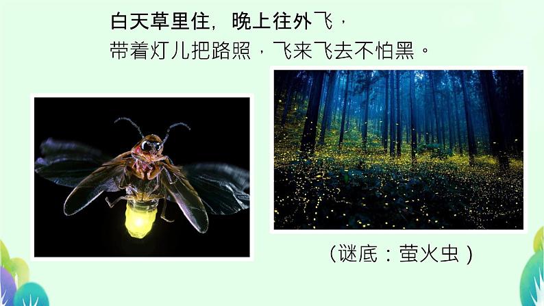 口语交际：有趣的动物 课件 小学语文人教部编版二年级上册06