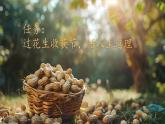 【核心素养】部编版小学语文五年级上册 2 落花生 课件+教案（含教学反思） +素材