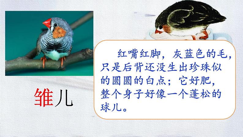 【核心素养】部编版语文五上 4《珍珠鸟》课件+教案+课文朗读03