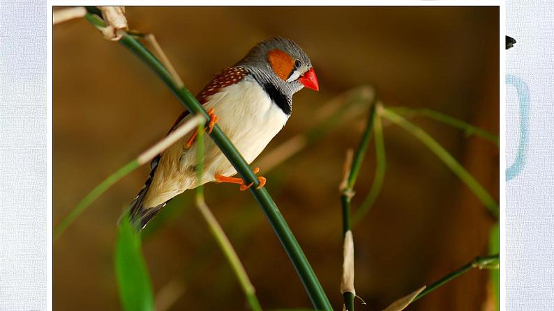 【核心素养】部编版语文五上 4《珍珠鸟》课件+教案+课文朗读05