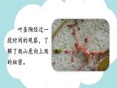 习作：写观察日记 -2024-2025学年四年级语文上册同步精品课件（统编版）