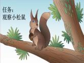 【核心素养】部编版小学语文五年级上册 17 松鼠 课件+教案（含教学反思） +素材