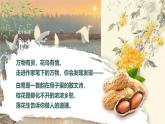 【新课标-核心素养】部编版语文五上 《第一单元导读：一花一鸟总关情》课件+教案+音视频素材