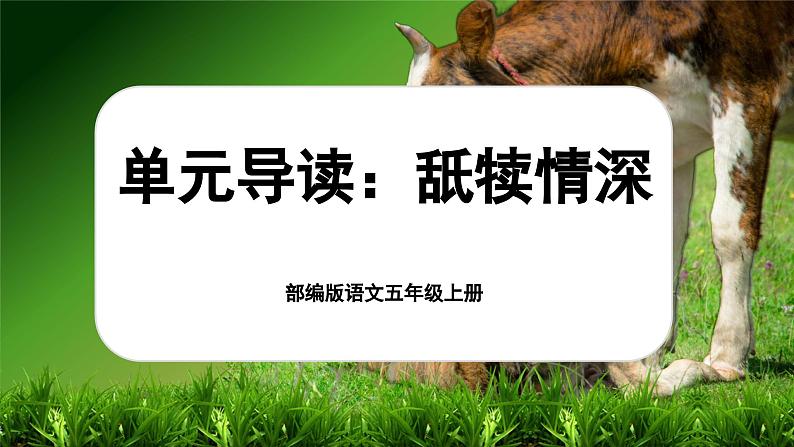 【新课标-核心素养】部编版语文五上 《第六单元导读：舐犊情深》课件+教案+音视频素材01