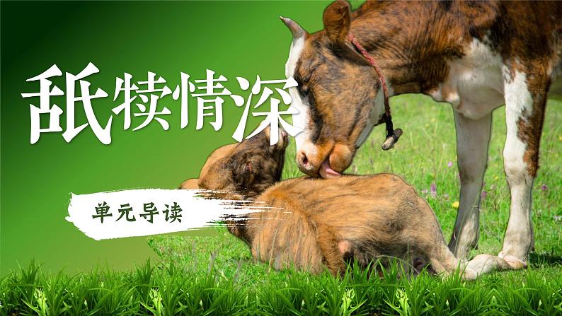 【新课标-核心素养】部编版语文五上 《第六单元导读：舐犊情深》课件+教案+音视频素材02