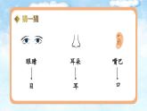 2024部编版一上语文识字03《口耳目手足》（教学课件）