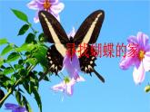 部编版小学语文四年级上册8 蝴蝶的家课件+教案