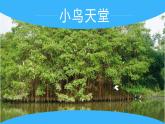 部编版五上语文第七单元第23课《鸟的天堂》（第一课时）（教学课件）16