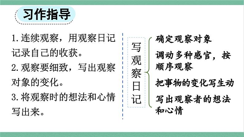 部编版小学语文四年级上册三单元习作：写观察日记课件+教案06